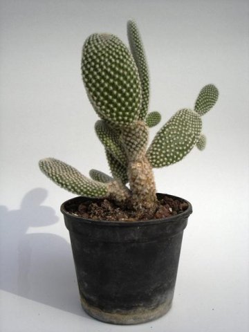 Opuntia